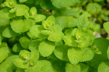 アップルミント © 聡 足立