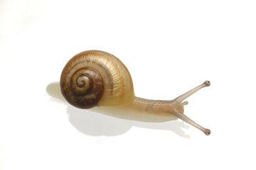 カタツムリ