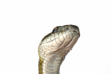 Fototapeta premium ヘビの顔