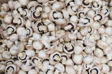 background of mushrooms