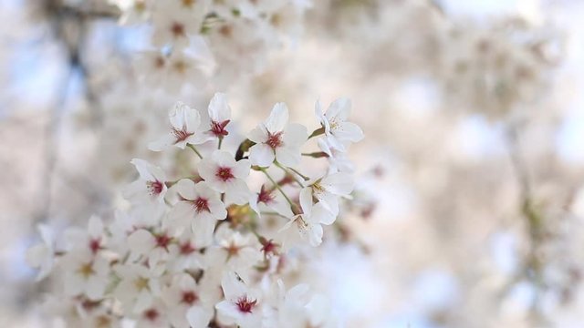 cherry blossom with soft wind is blowing, flower background.