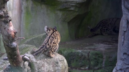 closeup of a mainland clouded leopard sitting on a rock and walking back to its family in a cave, Vulnerable animal specie from the mountains of Asia