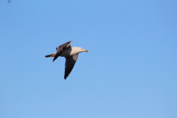 une mouette en vol 