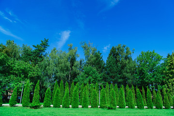 summer green park without people with blue sky and white clouds