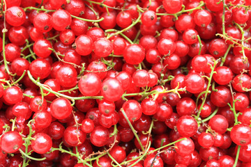 Red currant berry with sprigs closeup.