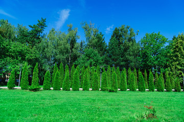 summer green park without people with blue sky and white clouds