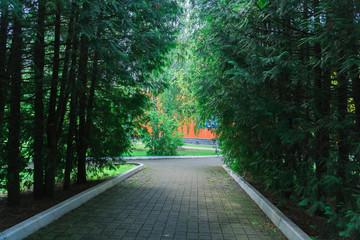 summer green park without people with blue sky and white clouds