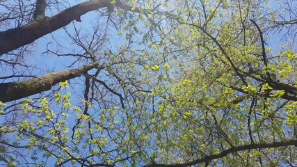 view to treetops in forest. looking up to treetops with sunrays.