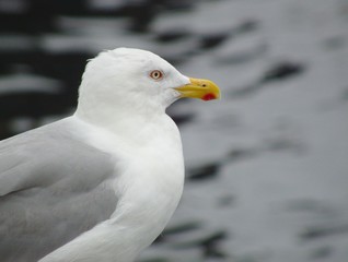 Möwe