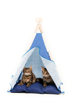 Kitten playing on white background. Cat in wigwam. Cat's place isolated on white.