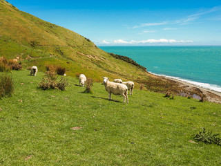 sheep on mountain pasture