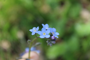 petite fleur bleu sauvages 