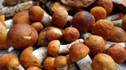 boletus mushrooms in the autumn in the woods