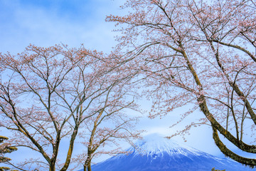 富士山と桜