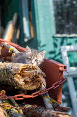 Red kitten on an old village fence
