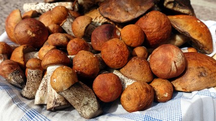 boletus mushrooms in the autumn in the woods