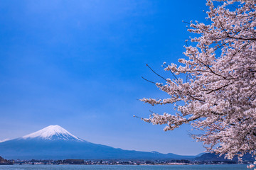 富士山と桜