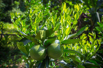 Green Malta(Citrus), Bare-1 Sweet Malta Fruit hanging on tree in Bangladesh.