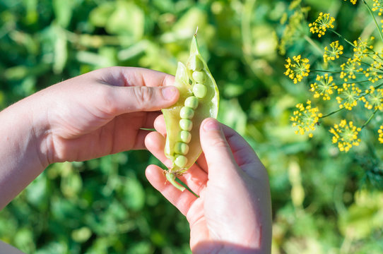 Portrait Of Child Girl Eating Pea Pod Outdoors. Girl Harvesting Peas In Garden Summer. Helthy Eating For Kid. Gardening, Gardener, Little Farmer Child - Lovely Girl With Picked Vegetables