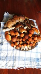 boletus mushrooms in the autumn in the woods