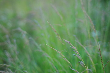 Many meadow spikelets swaying in the wind