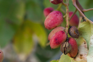 DEtail of pistacia vera red fruits, green foliage blurred background