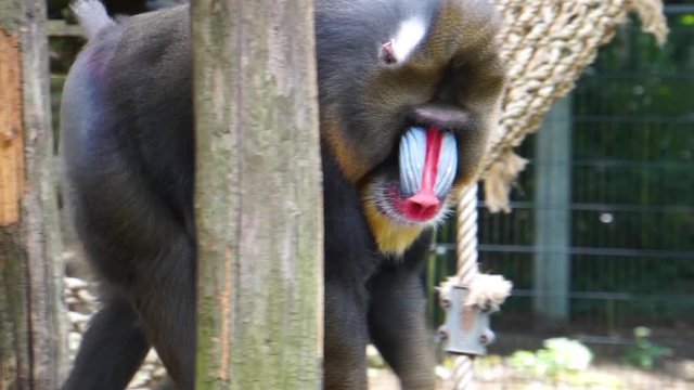 Closeup of a male mandrill walking around, Vulnerable primate specie from Africa