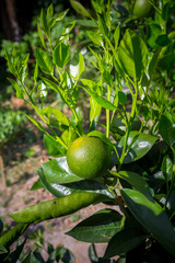 Green Malta(Citrus), Bare-1 Sweet Malta Fruit hanging on tree in Bangladesh.