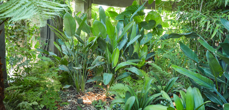 Green garden with exotic plants. Natural environment background. Tropical atmosphere and various plants, bamboo.