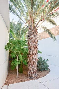 Mixed Mediterranean, exotic garden with white background. Palm tree and fig in the foreground with tropical plants in the background. Fresh green background in summer days. Lombardy, Italy, Europe.