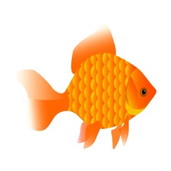 Illustration of a goldfish orange-golden color. Fish for aquarium. Pet living in water. Fish from the ocean.