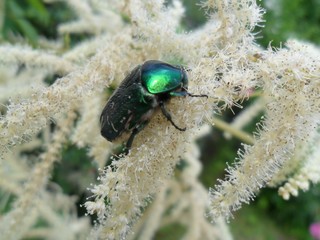 beetle on leaf