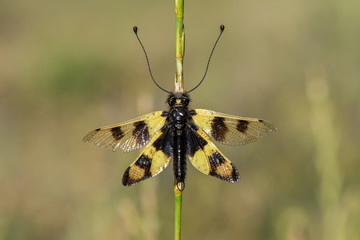 butterfly on flower