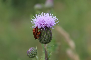 insectes sur un chardon