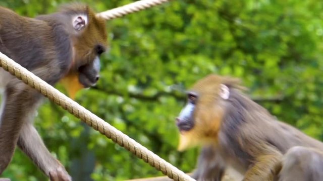 two playful female mandrill monkeys playing together, primate behavior, Vulnerable animal specie from Africa