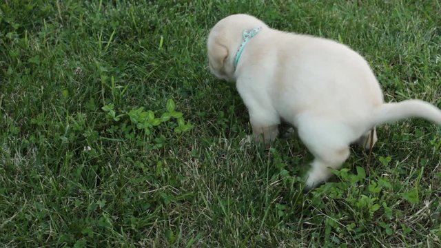 Young labrador puppy pooping in the grass - close up