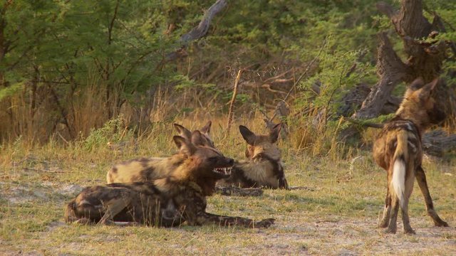 A pack of young African wild dogs sitting alert in the grass under the glow of the hot African sun