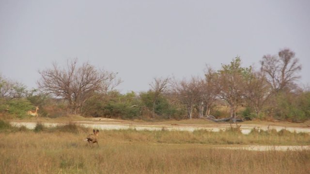 African wild dogs chase and track an impala as they hunt in the wild