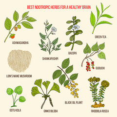 Best nootropic medicinal herbs for a healthy brain © foxyliam