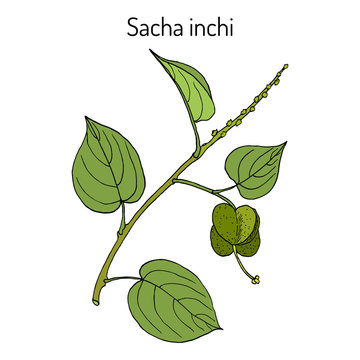 Sacha inchi Plukenetia volubilis , medicinal plant