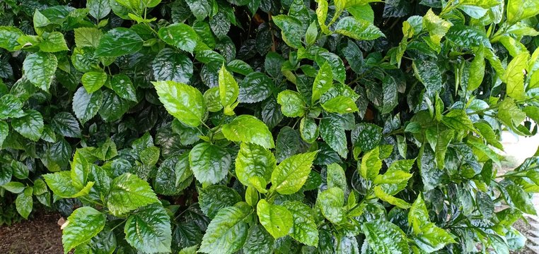 shiny yellow green leaves in a garden