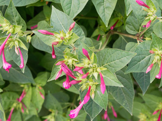 (Mirabilis jalapa) Belle-de-nuit ou merveille du Pérou aux fleurs tubulaires roses