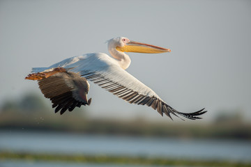 Fototapeta na wymiar The great white pelican flying. Big white bird enjoying the flight.