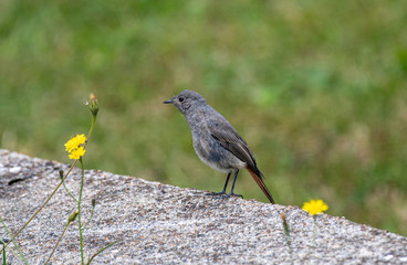 Beautiful nature scene with European black redstart (Phoenicurus ochruros)