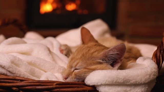 Cute ginger kitten sleeping at the fireplace in a basket - camera slide