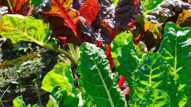 Red and sugar beet growing on a home bed on a summer sunny day, filmed using zooming and moving the camera