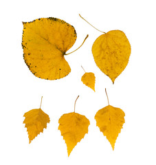 Set of Dry Leaves Isolated on White Background