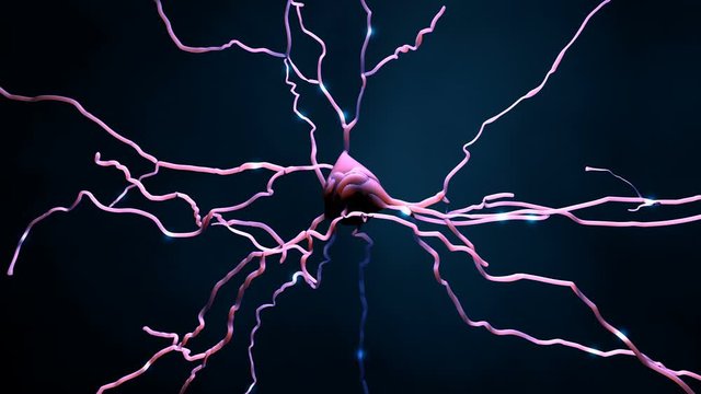 Neuron cell that transmits informations or memories