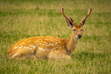 Fallow deer