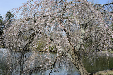 Cherry Blossoms